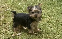 Kenza, a female Yorkshire Terrier for sale in Wrens, GA – 3 of 4