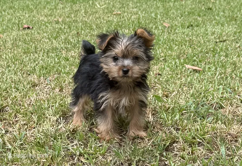 Kenza – Yorkshire Terrier puppy for sale in Wrens, GA