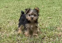 Kenza, a female Yorkshire Terrier for sale in Wrens, GA – 1 of 4