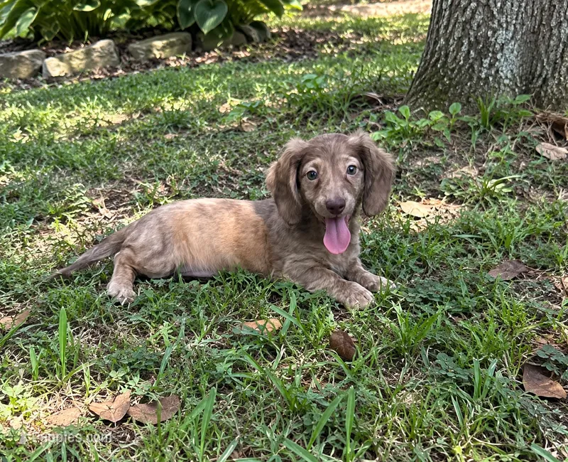 Bagel – Miniature Dachshund puppy for sale in Wrens, GA