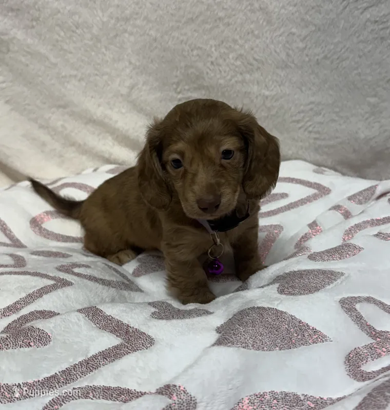 Bagel – Miniature Dachshund puppy for sale in Wrens, GA