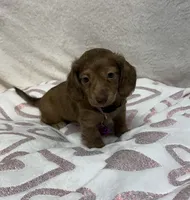 Bagel, a female Miniature Dachshund for sale in Wrens, GA – 1 of 1