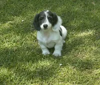 Navy, a female Miniature Dachshund for sale in Wrens, GA – 3 of 4