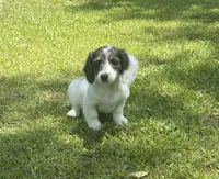 Navy, a female Miniature Dachshund for sale in Wrens, GA – 4 of 4