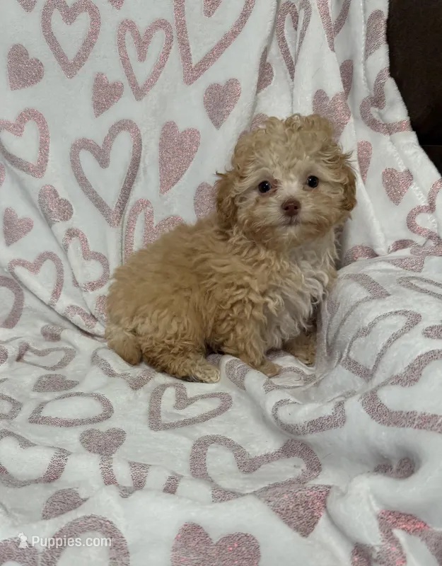 Goldie – Poodle - Toy  puppy for sale in Wrens, GA