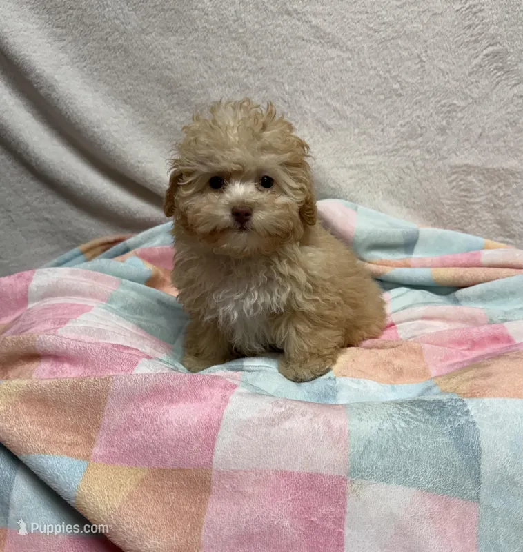Goldie – Poodle - Toy  puppy for sale in Wrens, GA