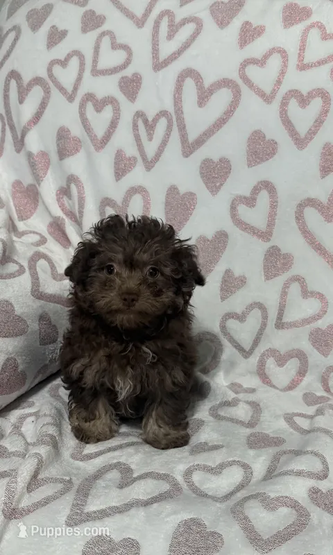 Coco – Poodle - Toy  puppy for sale in Wrens, GA