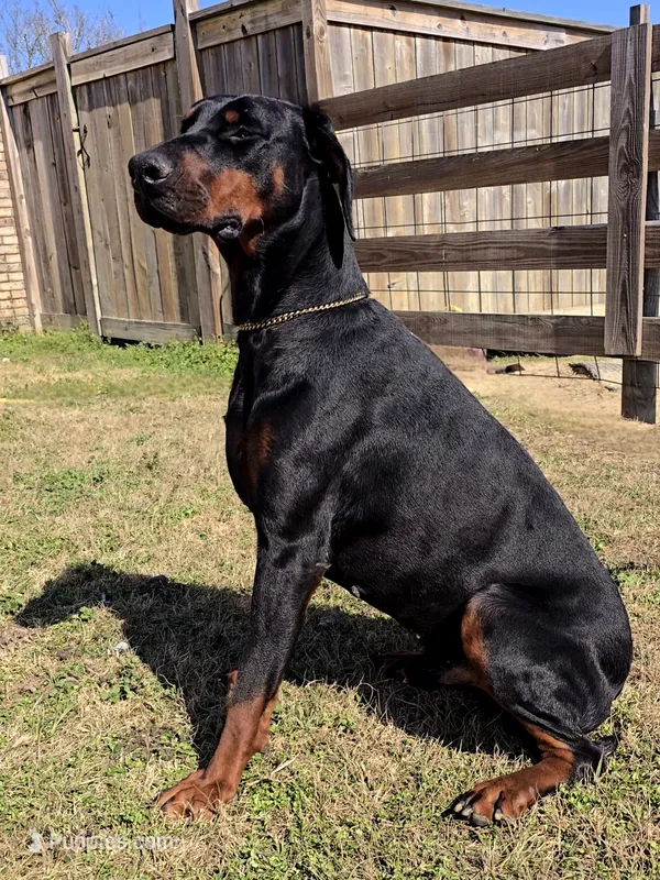 Nico Russian Import – Doberman Pinscher puppy for sale in Pensacola, FL