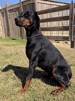 Nico Russian Import, a male Doberman Pinscher for sale in Pensacola, FL – 1 of 1