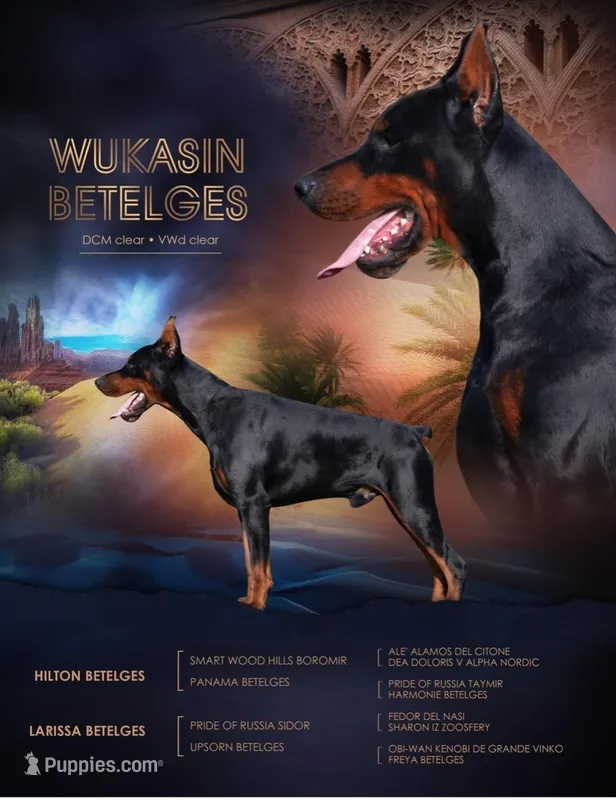 European Imports – Doberman Pinscher puppy for sale in Pensacola, FL