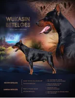 European Imports, a male Doberman Pinscher for sale in Pensacola, FL – 1 of 1
