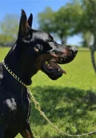 Russian Male, a male Doberman Pinscher for sale in Pensacola, FL – Photo 2 of 2