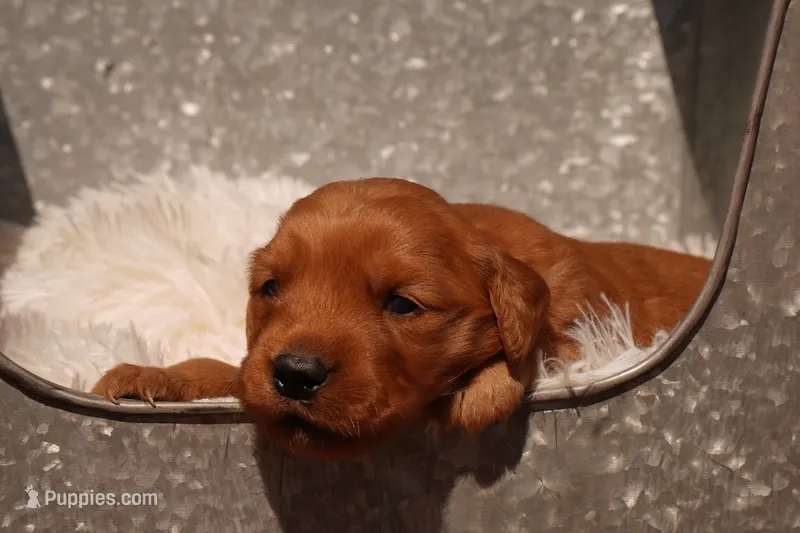 Daisy - AKC, Genetically Clear – Golden Retriever puppy for sale in Los Angeles, CA