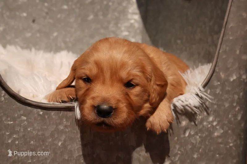 Indi - AKC, Genetically Clear – Golden Retriever puppy for sale in Los Angeles, CA