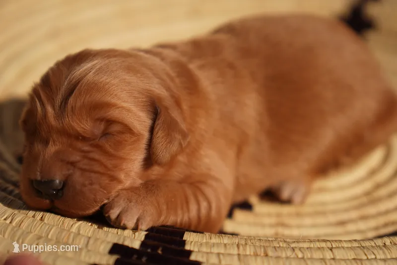 Oli - AKC, Genetically Clear – Golden Retriever puppy for sale in Los Angeles, CA
