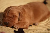 Oli - AKC, Genetically Clear, a male Golden Retriever for sale in Los Angeles, CA – 1 of 5