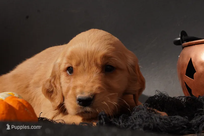 Liz - AKC, Genetically Clear – Golden Retriever puppy for sale in Los Angeles, CA