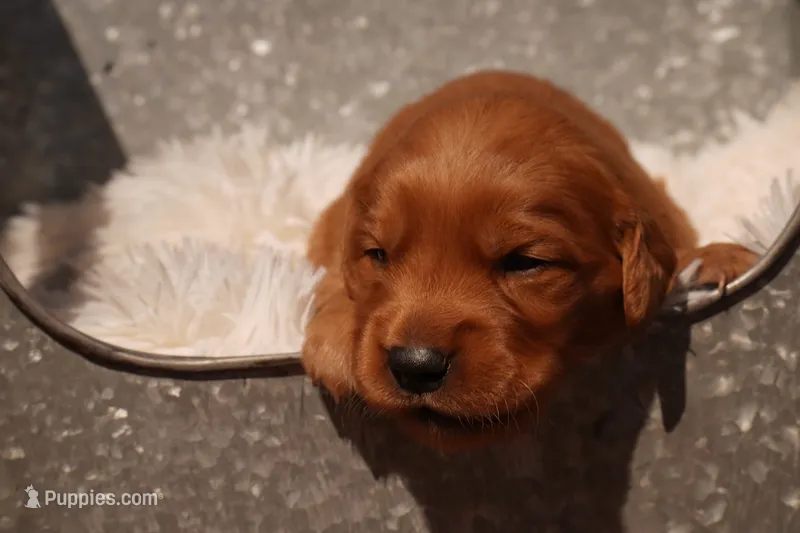 Oli - AKC, Genetically Clear – Golden Retriever puppy for sale in Los Angeles, CA