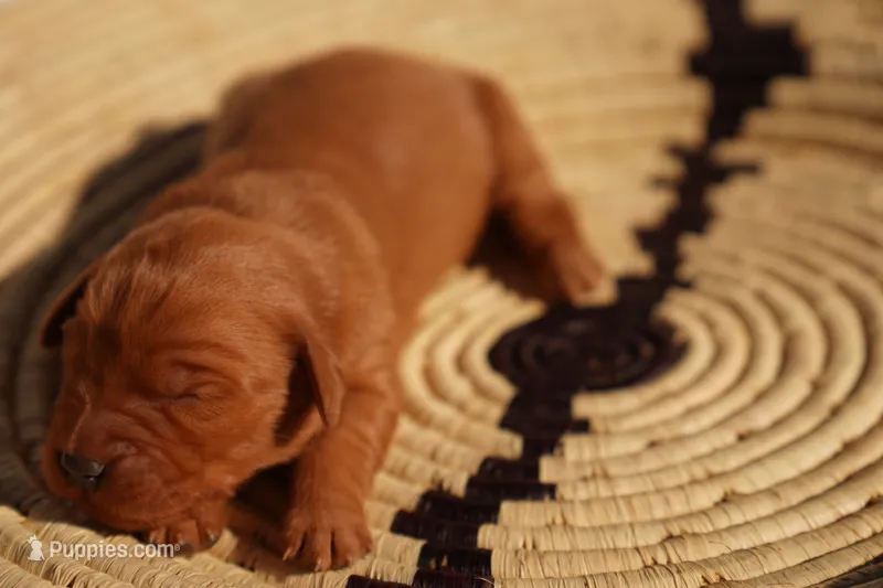 Daisy - AKC, Genetically Clear – Golden Retriever puppy for sale in Los Angeles, CA