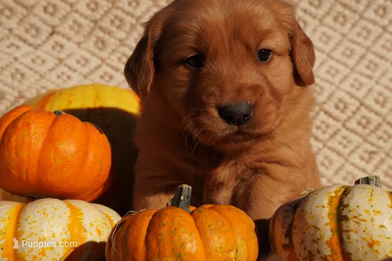 Max - AKC, Genetically Clear – Golden Retriever puppy on hold in Los Angeles, CA
