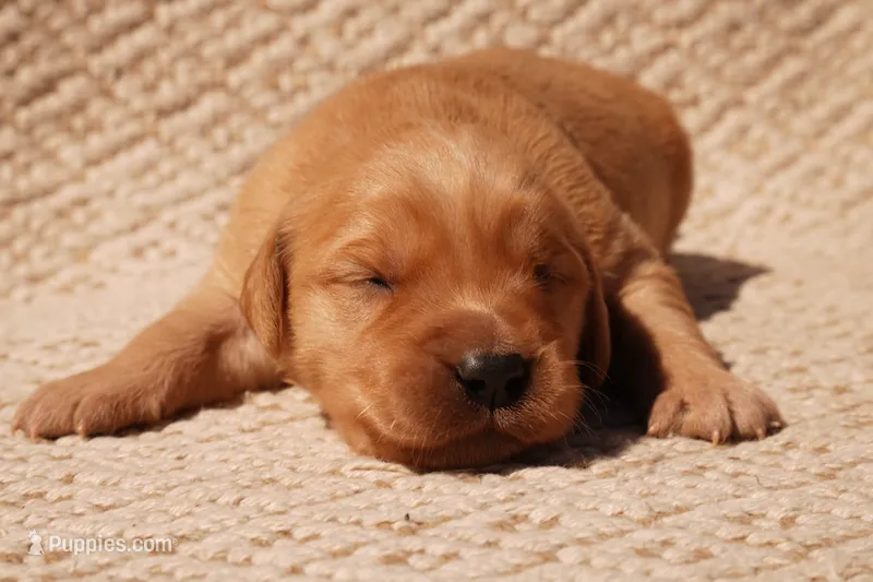 Indi - AKC, Genetically Clear – Golden Retriever puppy for sale in Los Angeles, CA