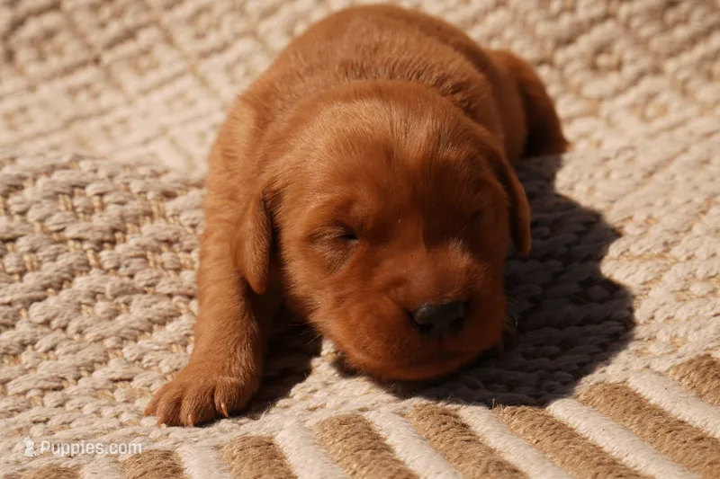 Missy - AKC, Genetically Clear – Golden Retriever puppy for sale in Los Angeles, CA
