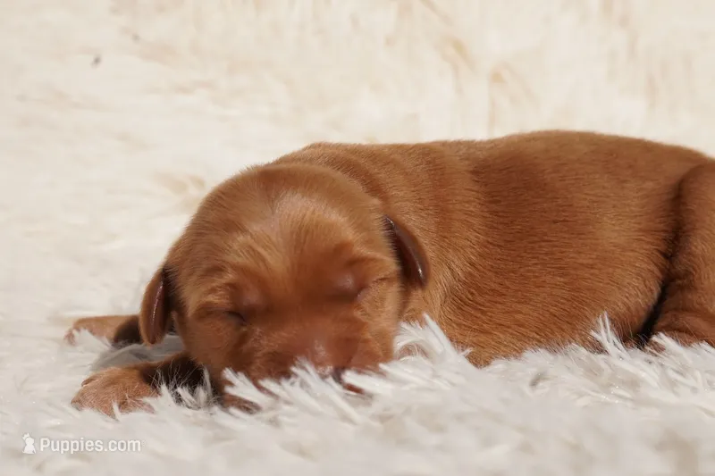 Max - AKC, Genetically Clear – Golden Retriever puppy for sale in Los Angeles, CA