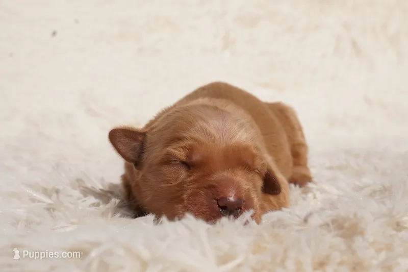 Liz - AKC, Genetically Clear – Golden Retriever puppy for sale in Los Angeles, CA