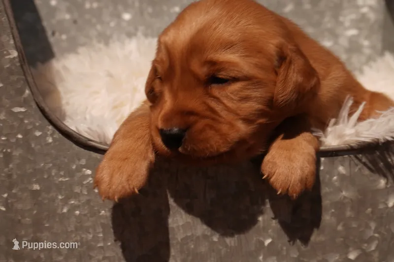 Max - AKC, Genetically Clear – Golden Retriever puppy for sale in Los Angeles, CA