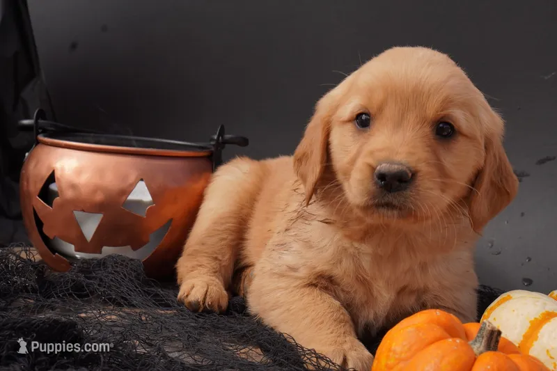 Indi - AKC, Genetically Clear – Golden Retriever puppy for sale in Los Angeles, CA