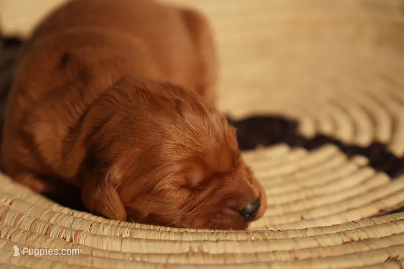 Max - AKC, Genetically Clear – Golden Retriever puppy for sale in Los Angeles, CA