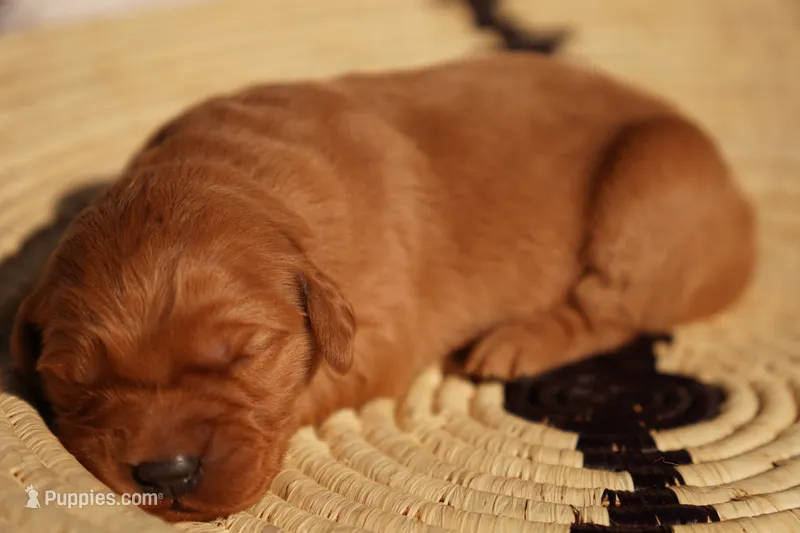 Liz - AKC, Genetically Clear – Golden Retriever puppy for sale in Los Angeles, CA