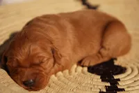 Liz - AKC, Genetically Clear, a female Golden Retriever for sale in Los Angeles, CA – 1 of 5