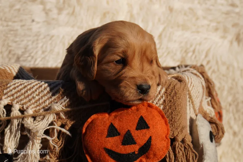 Liz - AKC, Genetically Clear – Golden Retriever puppy for sale in Los Angeles, CA