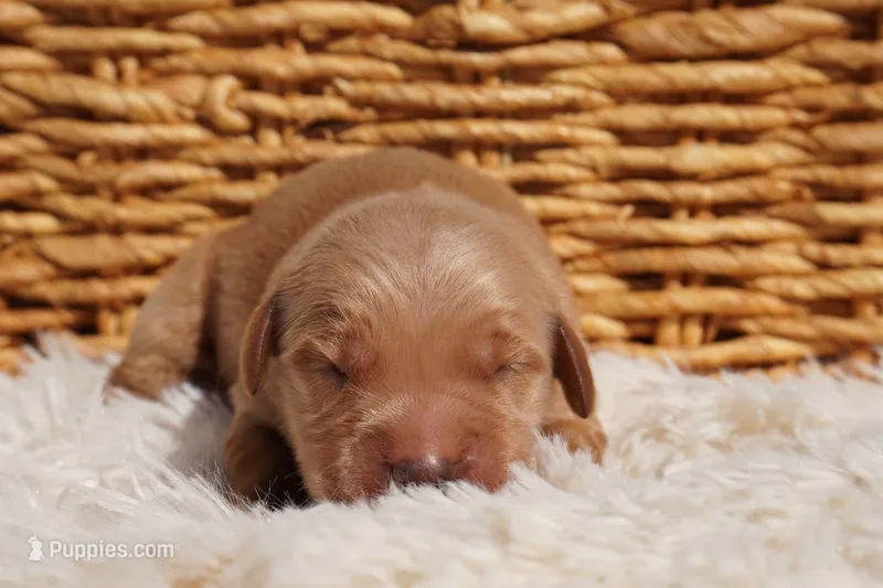 Ben - AKC, Genetically Clear – Golden Retriever puppy for sale in Los Angeles, CA