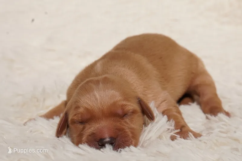 Indi - AKC, Genetically Clear – Golden Retriever puppy for sale in Los Angeles, CA