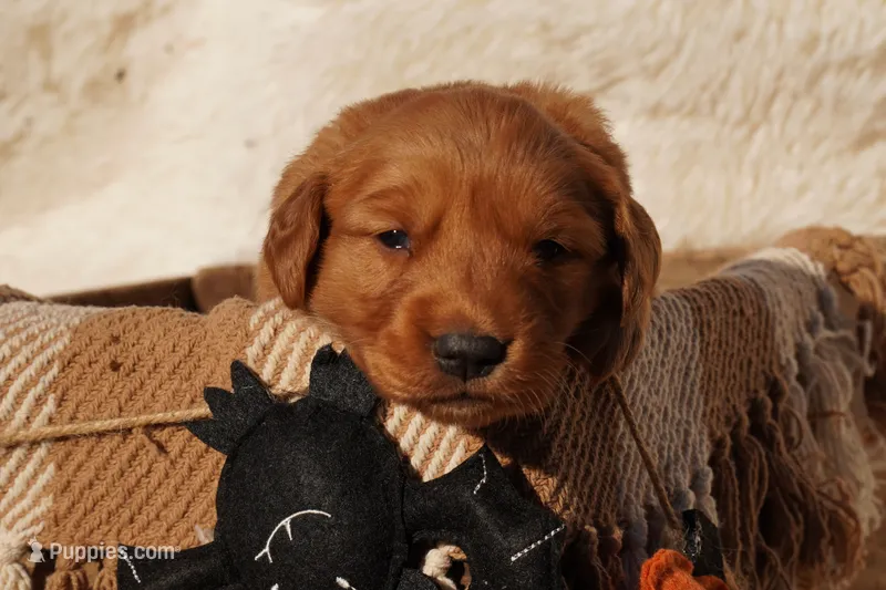 Missy - AKC, Genetically Clear – Golden Retriever puppy for sale in Los Angeles, CA