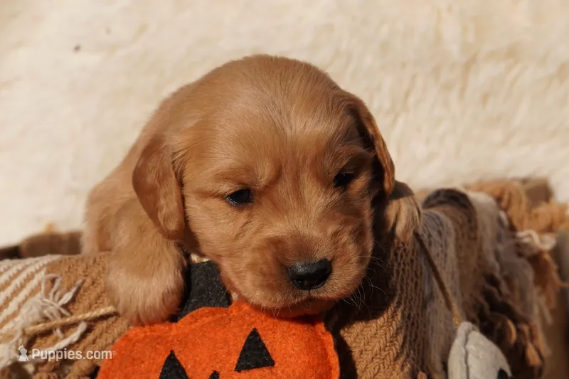 Ben - AKC, Genetically Clear – Golden Retriever puppy for sale in Los Angeles, CA
