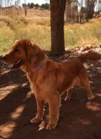 Oli - AKC, Genetically Clear, a male Golden Retriever for sale in Los Angeles, CA – 2 of 5