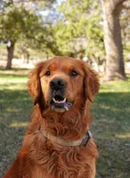 Dot - AKC, Genetically Clear, a female Golden Retriever for sale in Los Angeles, CA – Photo 5 of 6