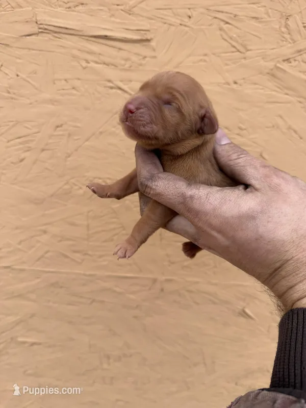 Dot - AKC, Genetically Clear