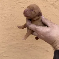 Dot - AKC, Genetically Clear, a female Golden Retriever for sale in Los Angeles, CA – Photo 1 of 6