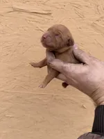 Dot - AKC, Genetically Clear, a female Golden Retriever for sale in Los Angeles, CA – Photo 1 of 6
