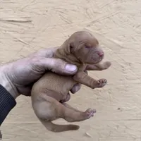 Dot - AKC, Genetically Clear, a female Golden Retriever for sale in Los Angeles, CA – Photo 2 of 6
