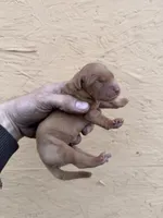 Dot - AKC, Genetically Clear, a female Golden Retriever for sale in Los Angeles, CA – Photo 2 of 6