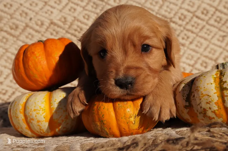Liz - AKC, Genetically Clear – Golden Retriever puppy for sale in Los Angeles, CA