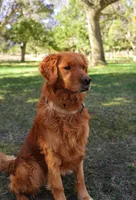 Liz - AKC, Genetically Clear, a female Golden Retriever for sale in Los Angeles, CA – 5 of 5