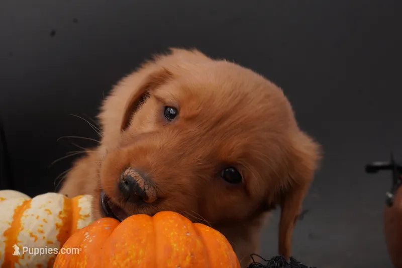 Missy - AKC, Genetically Clear – Golden Retriever puppy for sale in Los Angeles, CA