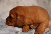 Bo - AKC, Genetically Clear, a male Golden Retriever for sale in Los Angeles, CA – Photo 4 of 9
