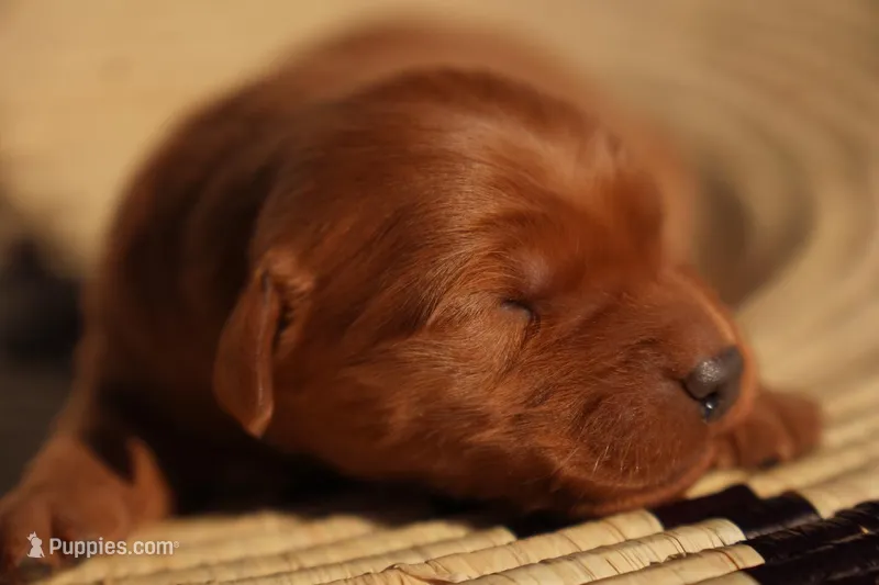 Bo - AKC, Genetically Clear